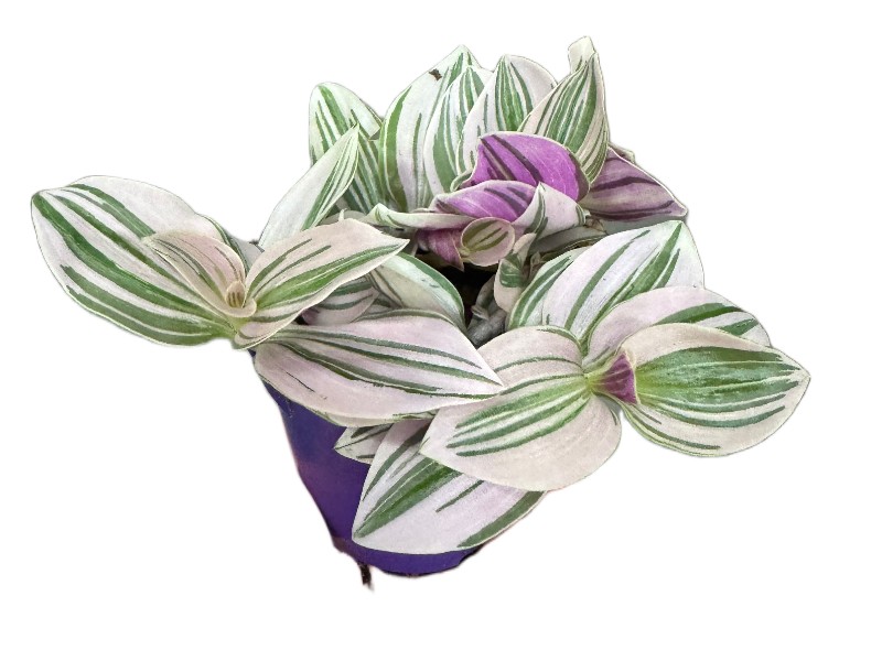 Tradescantia Unicorne – trzykrotka wys 10cm