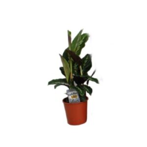 Calathea Kalatea 40cm