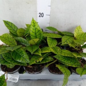 Hoya hoja Hoya callistophyll tropikalne pnącza wys 20cm