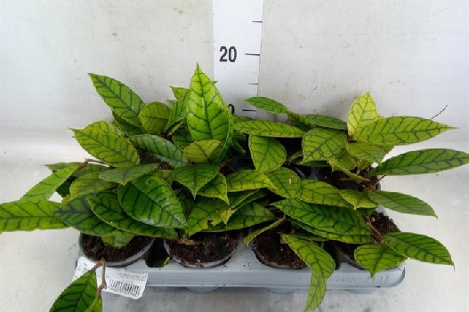 Hoya hoja Hoya callistophyll tropikalne pnącza wys 20cm