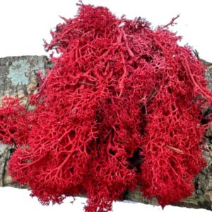 e5851a8f9cd8d577922057e0b21d537d.jpg Mech Chrobotek do terrarium czerwony 100g