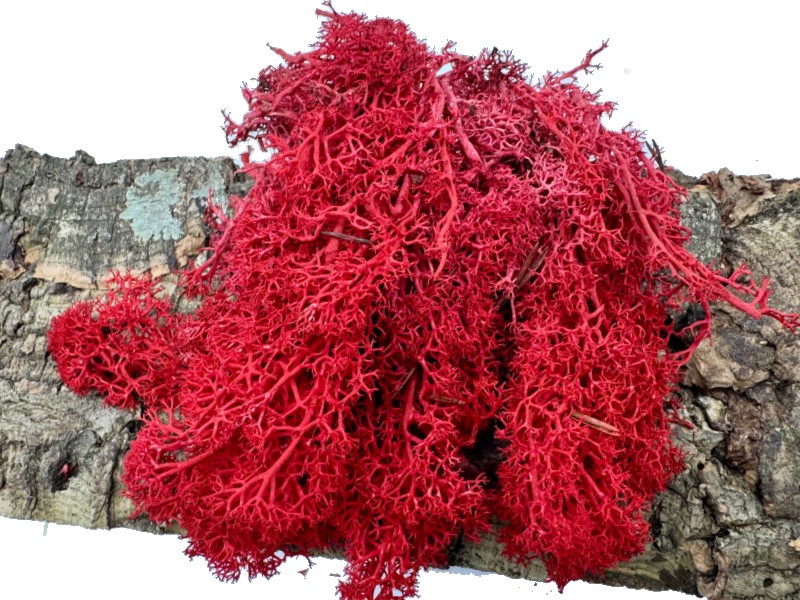 e5851a8f9cd8d577922057e0b21d537d.jpg Mech Chrobotek do terrarium czerwony 100g