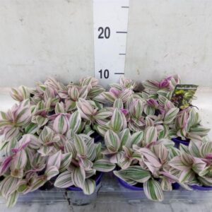 Tradescantia Unicorne – trzykrotka wys 10cm