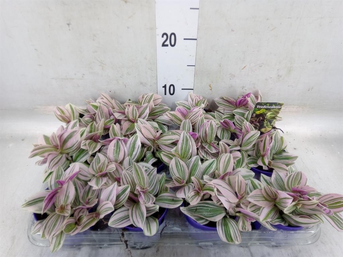 Tradescantia Unicorne – trzykrotka wys 10cm