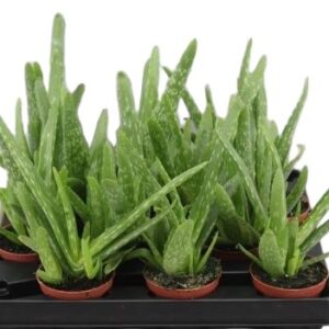 Sukulent Aloe Vera 20cm