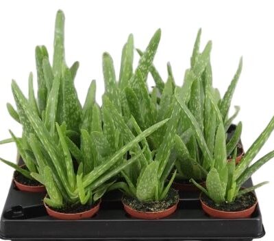 Sukulent Aloe Vera 20cm