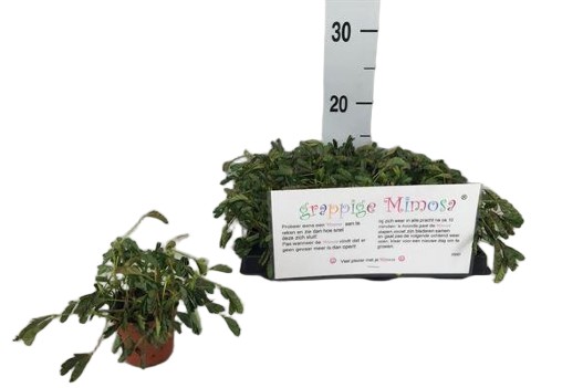 Mimosa pudica – mimoza wstydliwa, roślina czułek wys 15cm