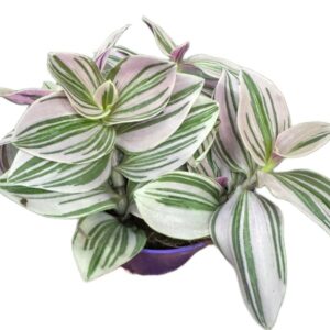Tradescantia Unicorne – trzykrotka wys 10cm