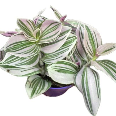 f64c96d9ac9ca5c1984c2a061f904a11.jpg Tradescantia Unicorne – trzykrotka wys 10cm