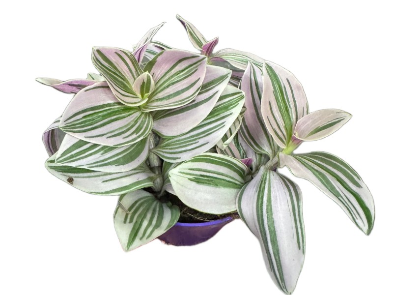 Tradescantia Unicorne – trzykrotka wys 10cm