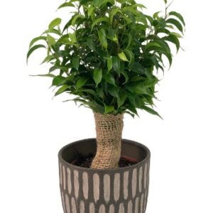 Fikus Ficus benjamina Natasja owinięty jutą wys 35cm