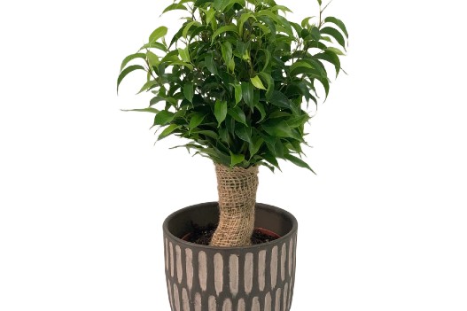 Fikus Ficus benjamina Natasja owinięty jutą wys 35cm