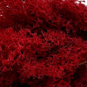 f87ba89d21dd52f03f640df5ab3640ba.jpg Mech Chrobotek do terrarium czerwony 100g