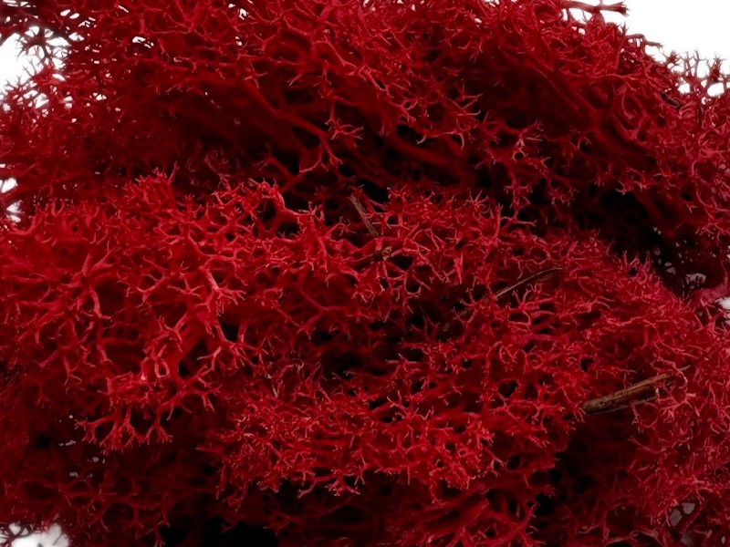 f87ba89d21dd52f03f640df5ab3640ba.jpg Mech Chrobotek do terrarium czerwony 100g