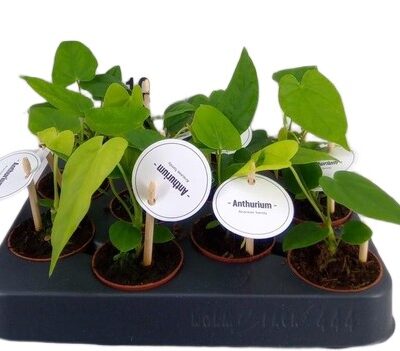 Anturium 15cm anturium Balaoanum roślina doniczkowa