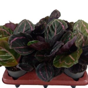 Calathea roseopicta Dottie Kalatea roślina tropikalna wys. 30cm