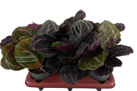 Calathea roseopicta Dottie Kalatea roślina tropikalna wys. 30cm