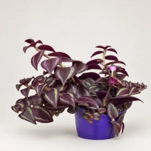 Trzykrotka Purple Passion w fioletowej doniczce na jasnym, neutralnym tle