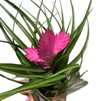 95f33c9a181e5739b31522302fa40d42.jpg Bromelia oplątwa niebieskawa z różowym kwiatostanem wys. 45cm