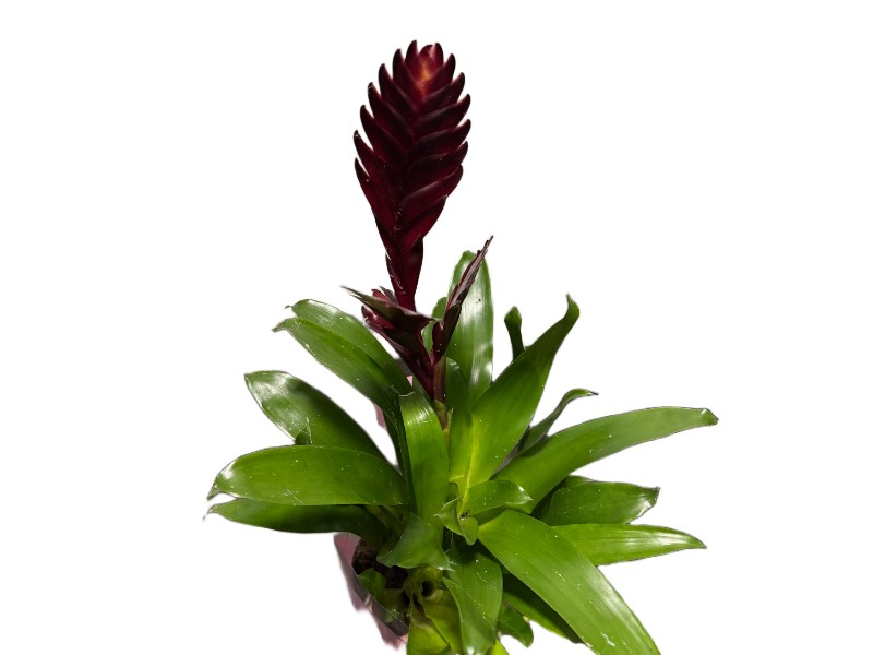 Bromelia Frizea vriesea z purpurowym kwiatostanem wys. 45cm