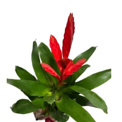 b5cd3ec91b9ca8d034e9a00d539e087e.jpg Bromelia Frizea vriesea z czerwonym kwiatostanem wys. 45cm
