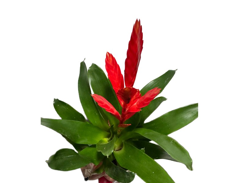 Bromelia Frizea vriesea z czerwonym kwiatostanem wys. 45cm