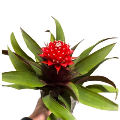 e63db3345a2d4c7fb3f34b680a111619.jpg Bromelia Guzmania z biało-czerwonym kwiatostanem