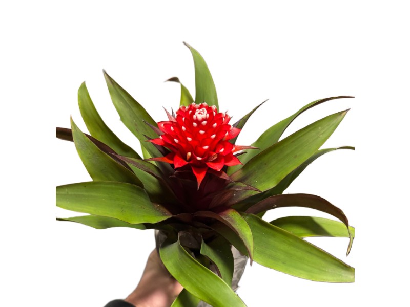 Bromelia Guzmania z biało-czerwonym kwiatostanem