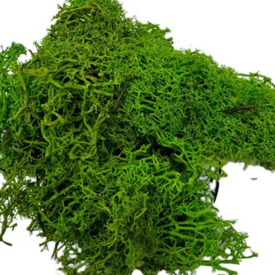 Mech Chrobotek ciemnozielony leśny 100g