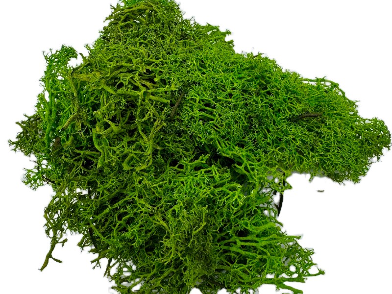 Mech Chrobotek ciemnozielony leśny 100g