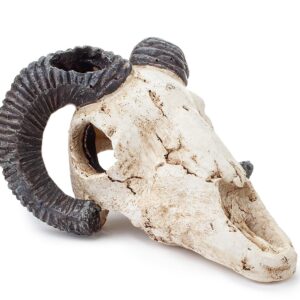 Dekoracja Ozdoba akwariowa – czaszka muflona Happet