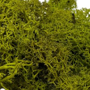 Mech Chrobotek do terrarium limonkowa zieleń 100g