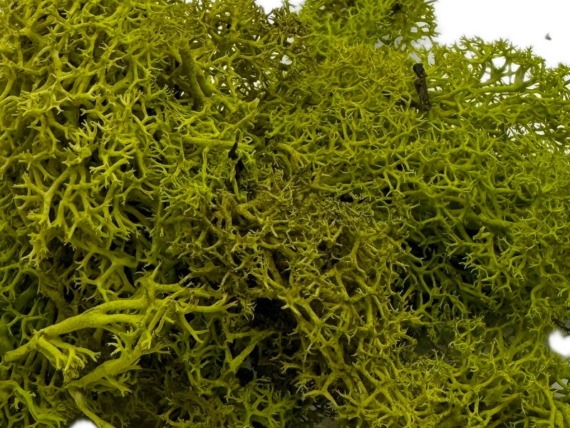 Mech Chrobotek do terrarium limonkowa zieleń 100g