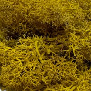 Mech Chrobotek do terrarium żółty 100g