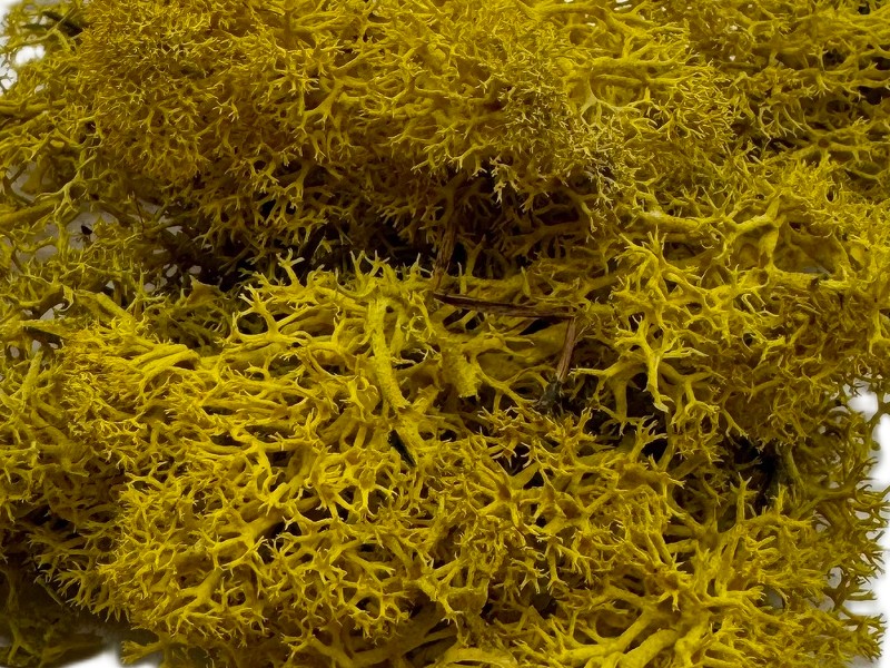 Mech Chrobotek do terrarium żółty 100g