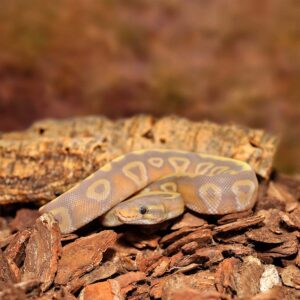 2427b69657580902c882f10664a6e205.jpg be6c8ed5a93eb25e0925d5a4028e4c15