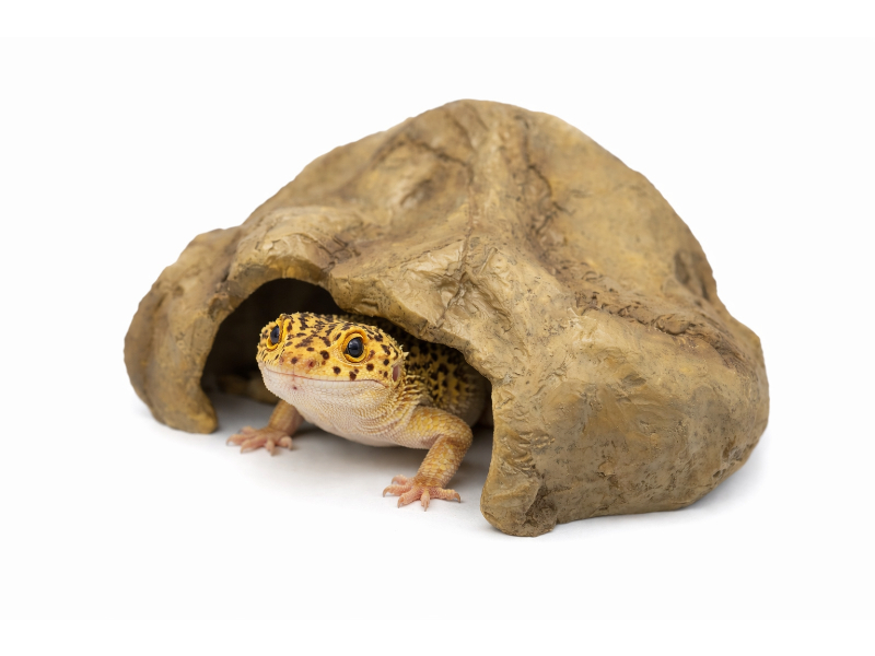 8e4745332b661a17987d2e5084446754