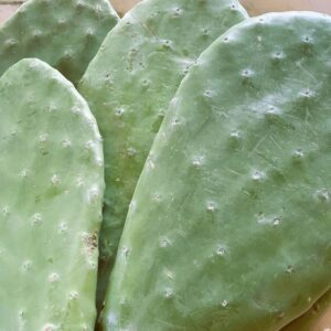 Świeża opuncja na kg dla żółwia lądowego