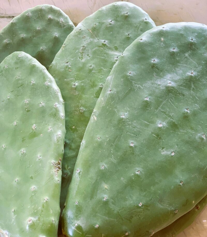 Świeża opuncja na kg dla żółwia lądowego