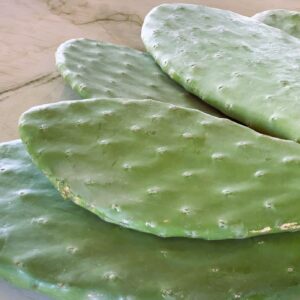 Świeża opuncja na kg dla żółwia lądowego