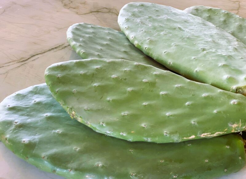 Świeża opuncja na kg dla żółwia lądowego