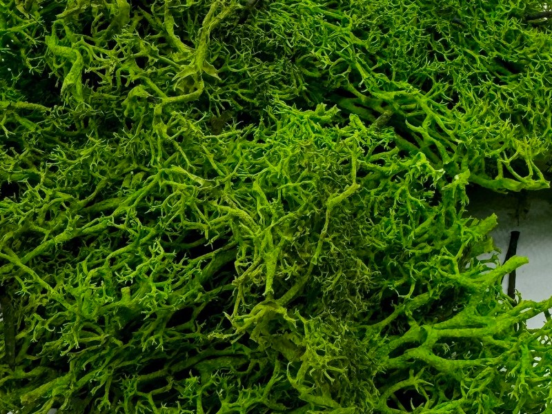 Mech Chrobotek ciemnozielony leśny 100g