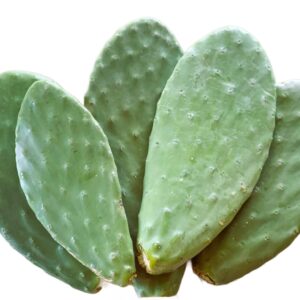 Świeża opuncja na kg dla żółwia lądowego