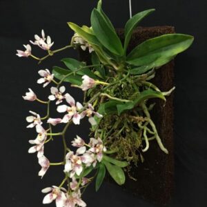 555437f568d39b81192fc9adce8346f7