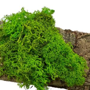 Mech Chrobotek ciemnozielony leśny 100g