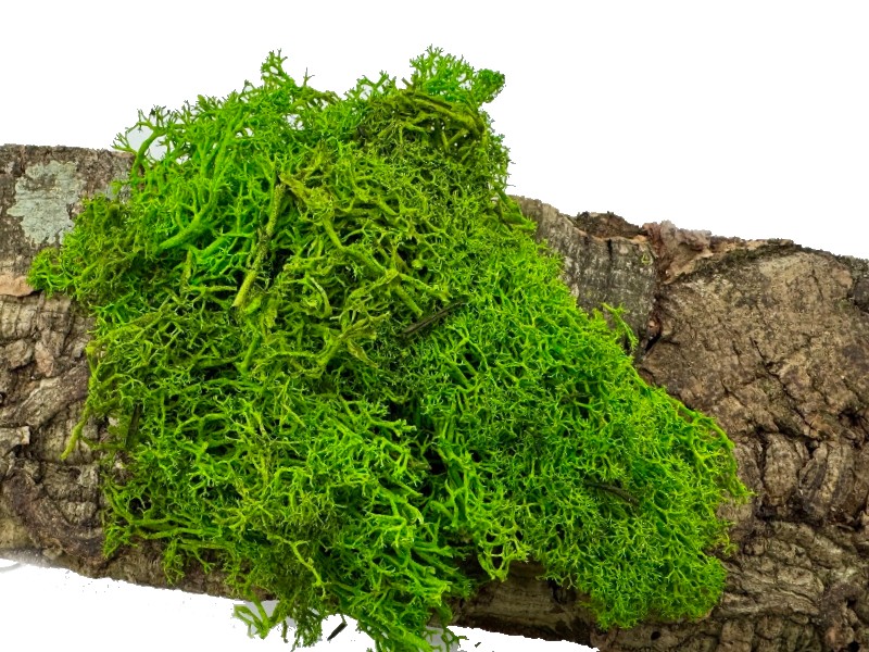 Mech Chrobotek ciemnozielony leśny 100g