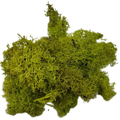 Mech Chrobotek do terrarium limonkowa zieleń 100g