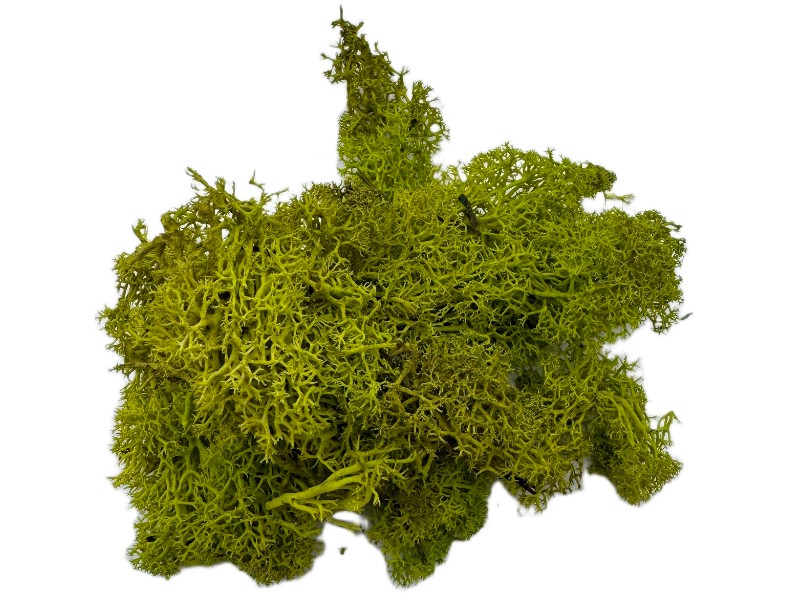 Mech Chrobotek do terrarium limonkowa zieleń 100g