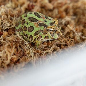 Mech torfowiec Sphagnum moss 100g