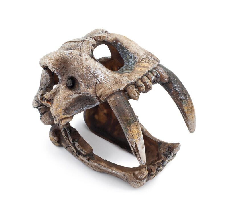 Dekoracja Ozdoby akwariowe - czaszka z kłami Happet